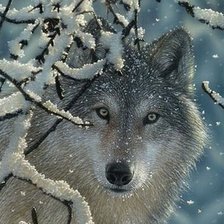 Схема вышивки «Волк»