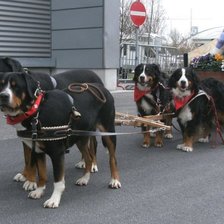 Схема вышивки «Упряжка зенненхундов»