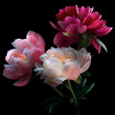 Схема вышивки «Букет пионов»