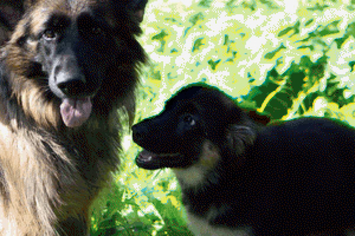 мама овчарка и щенок - немецкая овчарка - предпросмотр