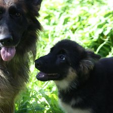 Схема вышивки «мама овчарка и щенок»