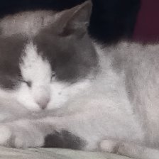 Схема вышивки «мой котик»