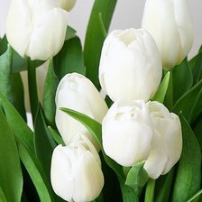 Схема вышивки «Тюльпаны»