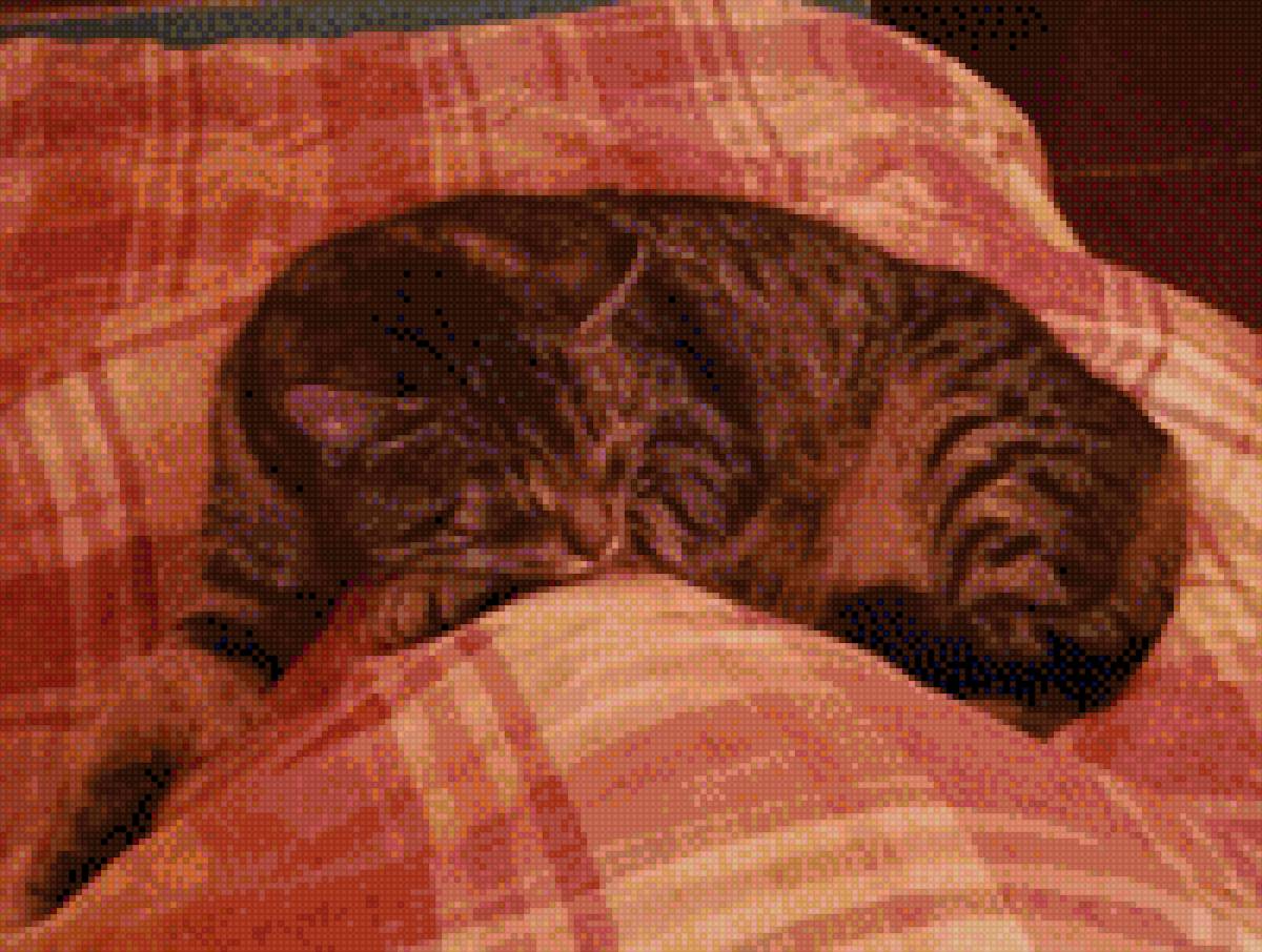 Moja Dusia - kot - предпросмотр