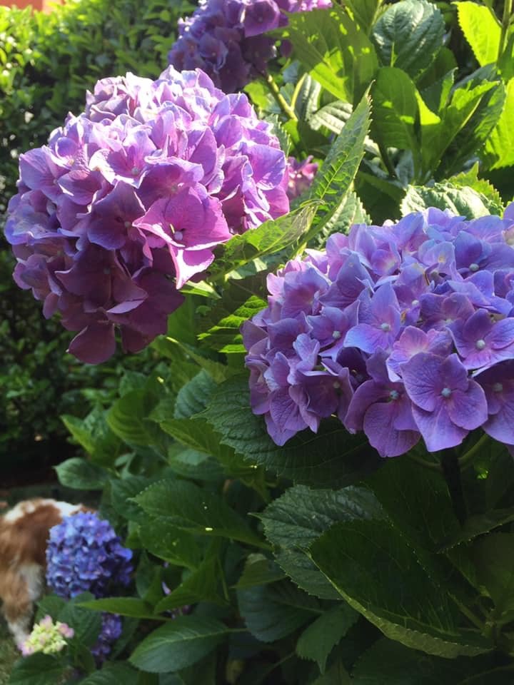 HORTENSIAS - flores - оригинал