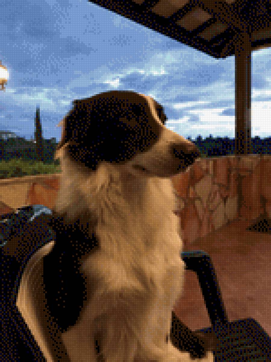 BORDER COLLIE - mascota - предпросмотр