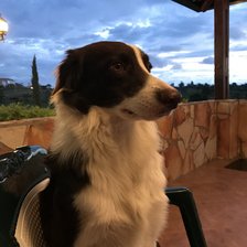 Схема вышивки «BORDER COLLIE»