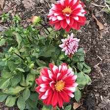 Схема вышивки «CLAVELES»