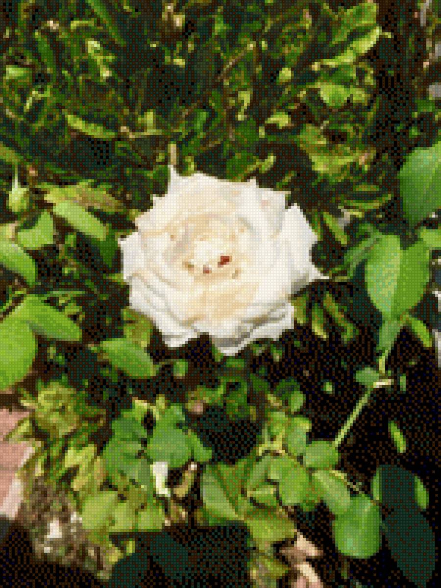 ROSA BLANCA - flores - предпросмотр