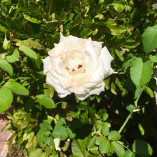 ROSA BLANCA