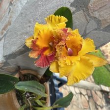 Схема вышивки «ORQUIDEA AMARILLA»