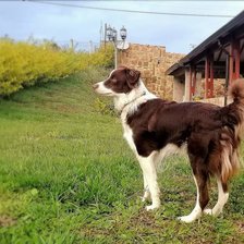 Схема вышивки «BORDER COLLIE»