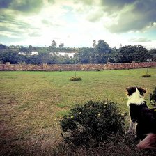 Схема вышивки «BORDER COLLIE»