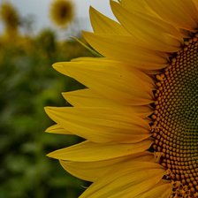 Схема вышивки «Подсолнух»