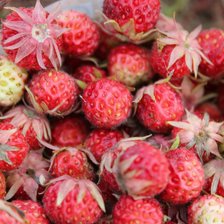 Схема вышивки «ягодки»