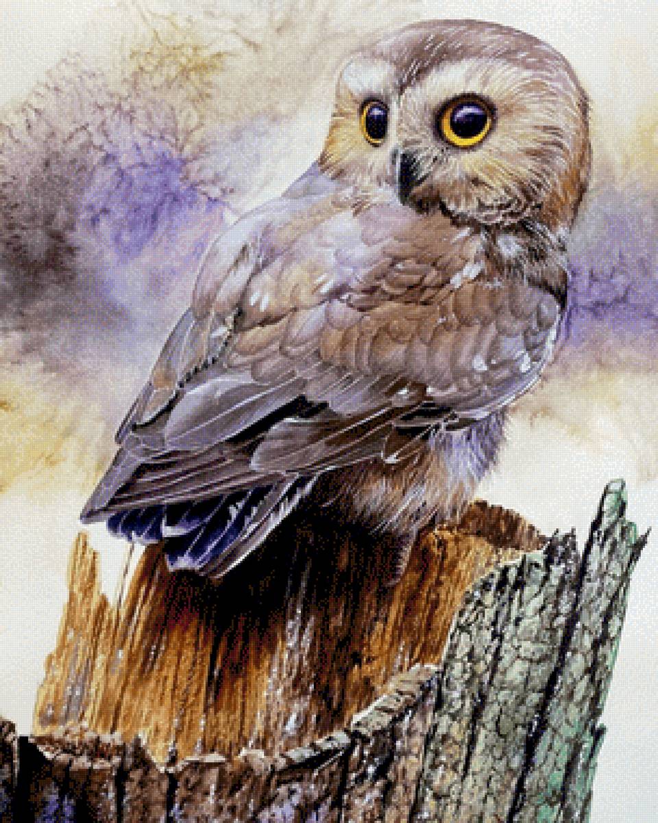 Сова - сова - предпросмотр