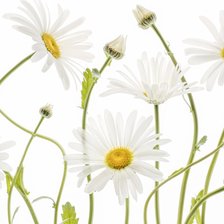 Схема вышивки «ромашки»