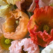 Схема вышивки «Маки»