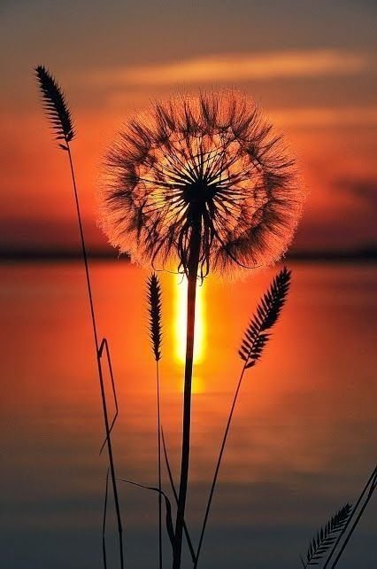 Ах, лето! - лето - оригинал