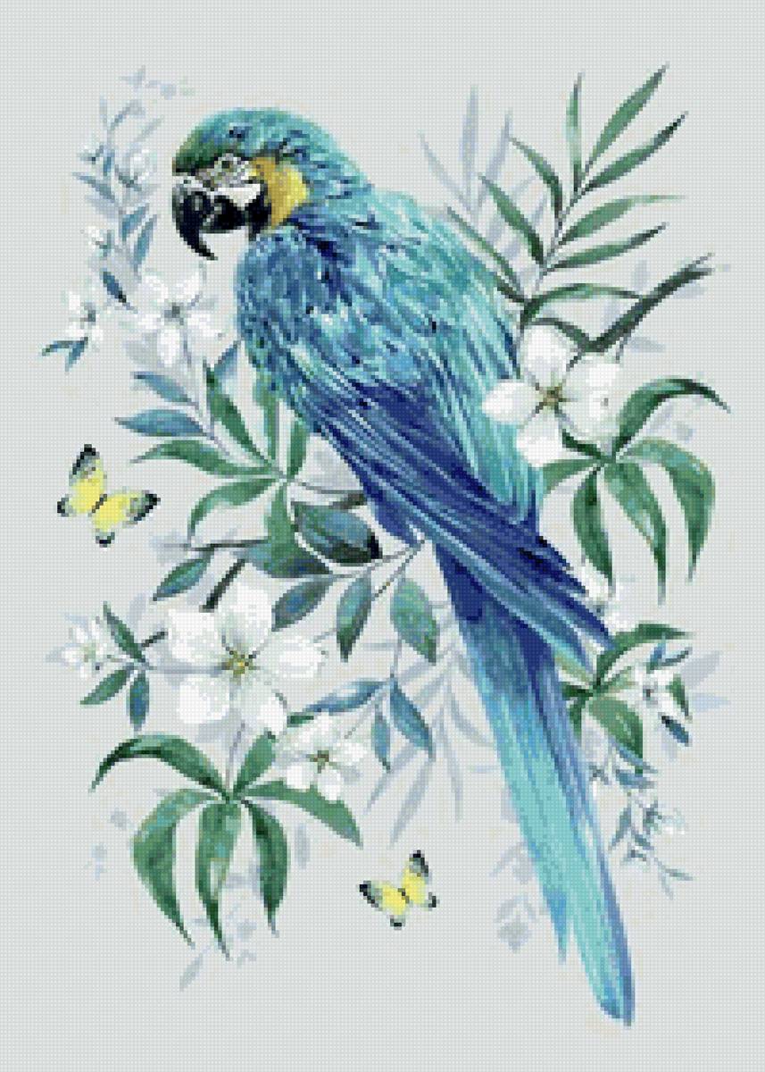 попугай - птицы - предпросмотр