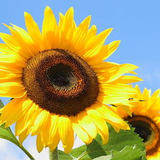 Схема вышивки «Подсолнухи»