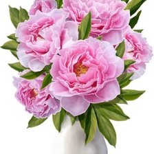 Схема вышивки «Пионы»