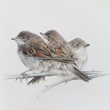 Схема вышивки «№2624029»