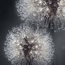 Схема вышивки «№2624040»