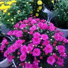 Схема вышивки «Хризантемы»