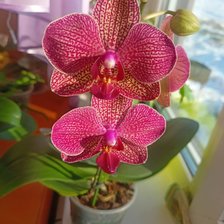 Схема вышивки «Орхидея»