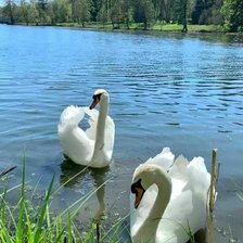 Схема вышивки «Лебеди 2»