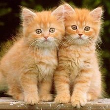 Схема вышивки «№2624923»