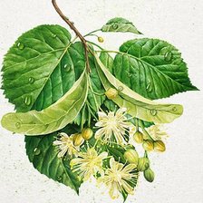 Схема вышивки «№2624930»