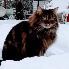 Схема вышивки «chat»