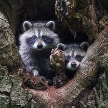 Схема вышивки «Еноты»