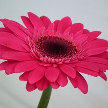 Схема вышивки «Гербера»