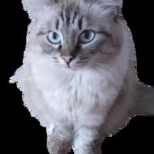 Схема вышивки «Кошка»