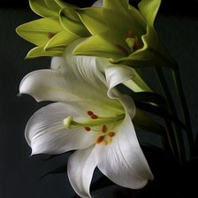 Схема вышивки «№2626899»