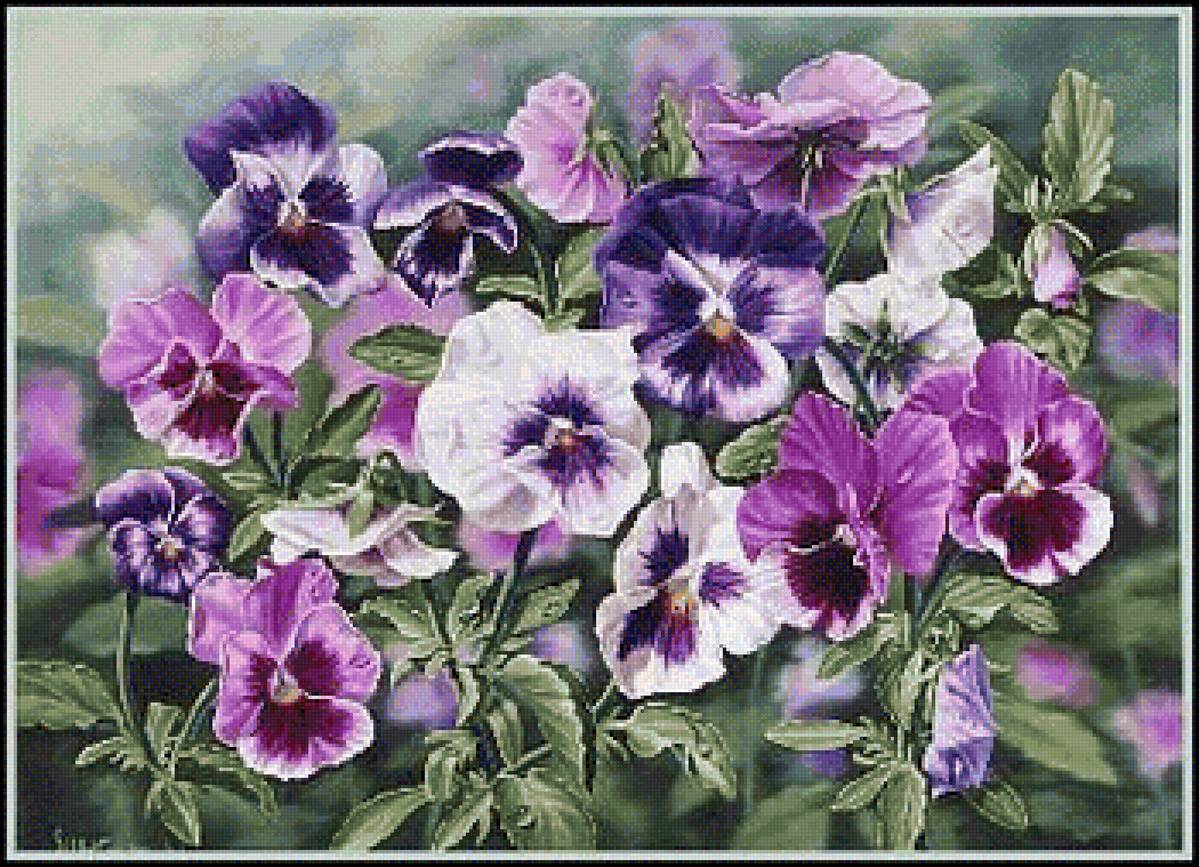 Анютины глазки - цветы, анютины глазки - предпросмотр