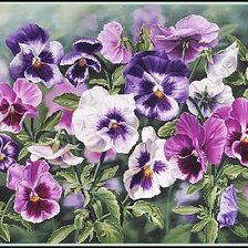 Схема вышивки «Анютины глазки»