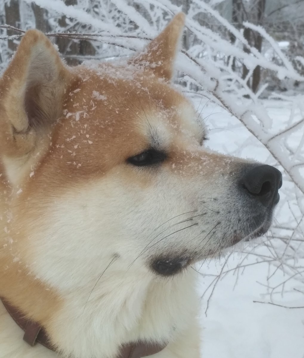 Акита - оригинал