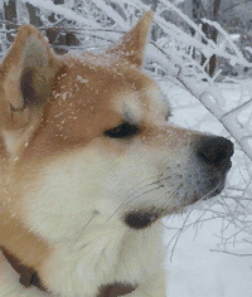 Акита - предпросмотр