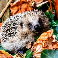 Схема вышивки «№2628389»