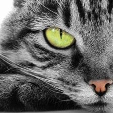 Схема вышивки «Котик»