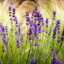 Схема вышивки «лаванда»