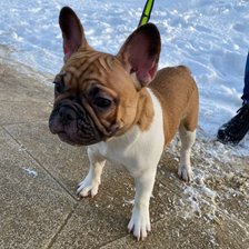 Схема вышивки «Гледис Грация Леди. Щенку 6 мес.»