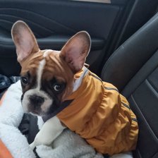 Схема вышивки «Геллер Симба.»