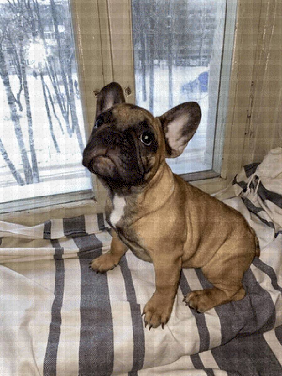 Гамми - предпросмотр