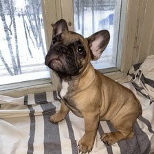 Схема вышивки «Гамми»