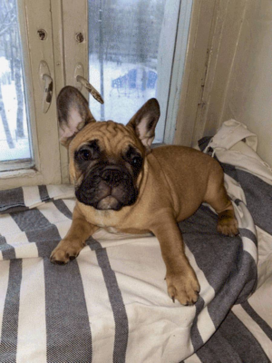 Мои французята. - предпросмотр